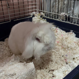 Meet your Posher, Cecelia